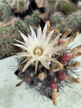 Neochilenia paucicostata